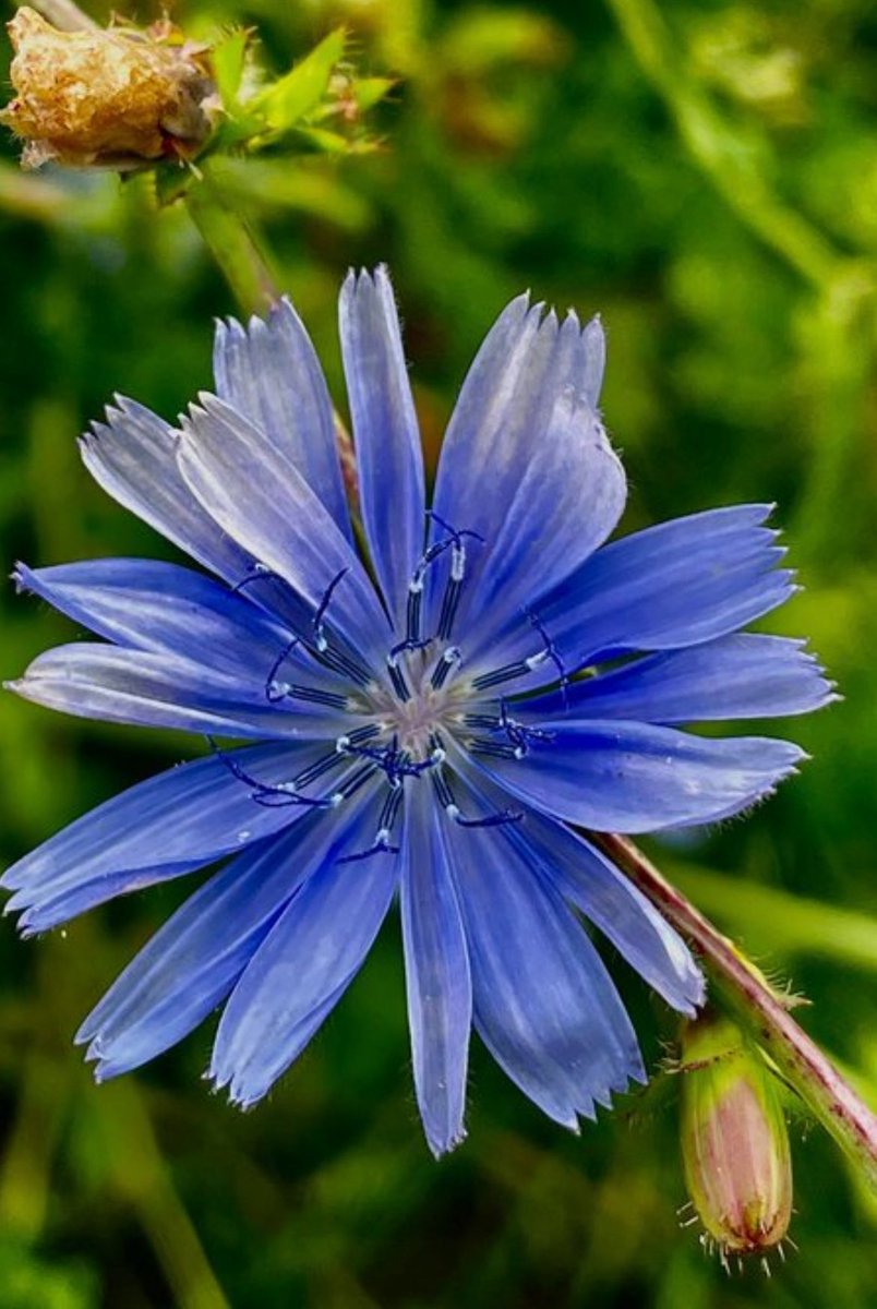 bir08967383's tweet photo. 🌼 A flower for Saturday — because weekends should bloom!
🌸 QP/Share🌼🌸 https://t.co/QiEVINa4KS