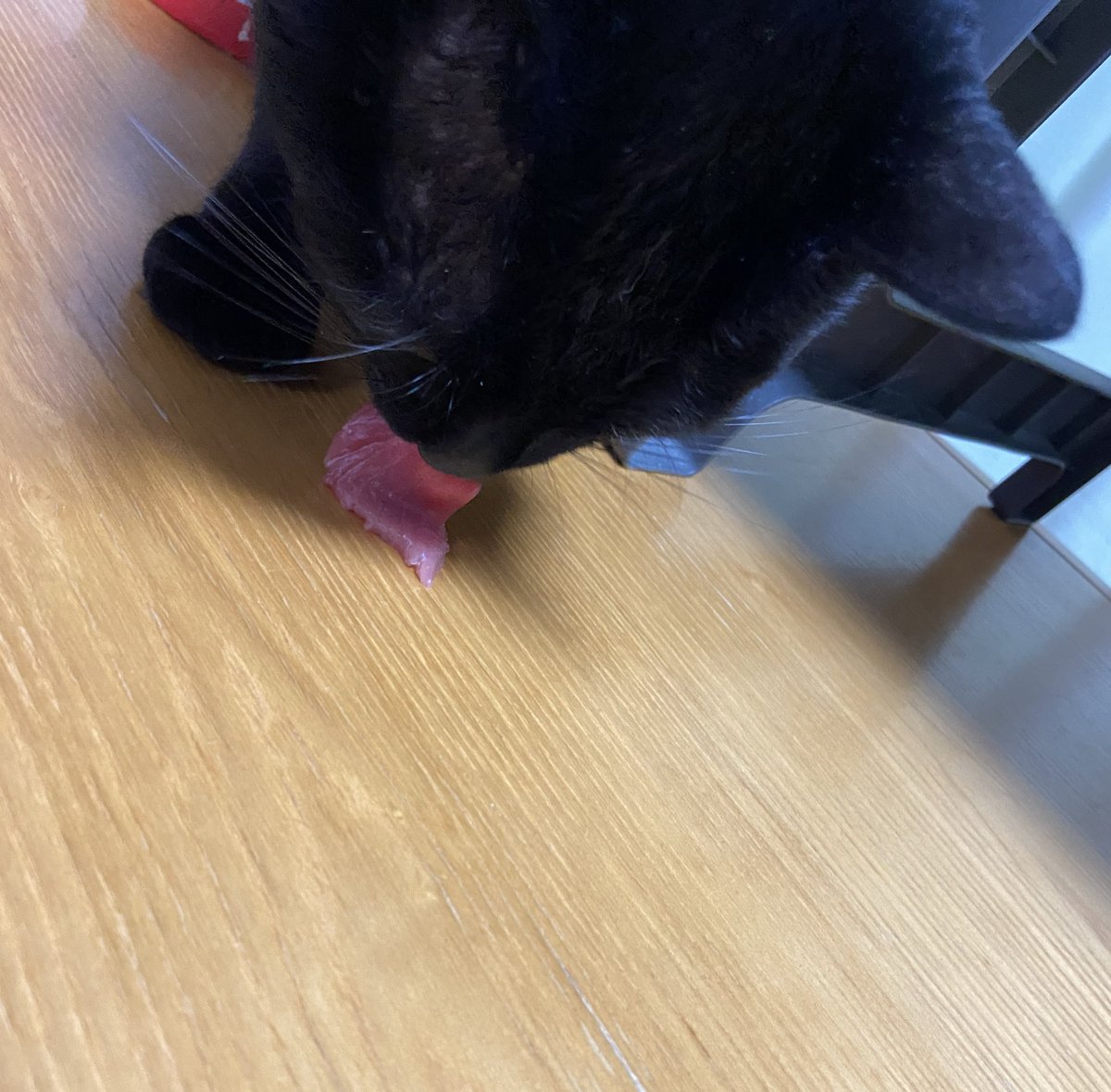 mrmrsoda's tweet photo. @kyouteinikoniko マグロ泥棒
しまい忘れ👅
チュールに夢中🐱
どうぞ！ https://t.co/HZLiM9bl2i