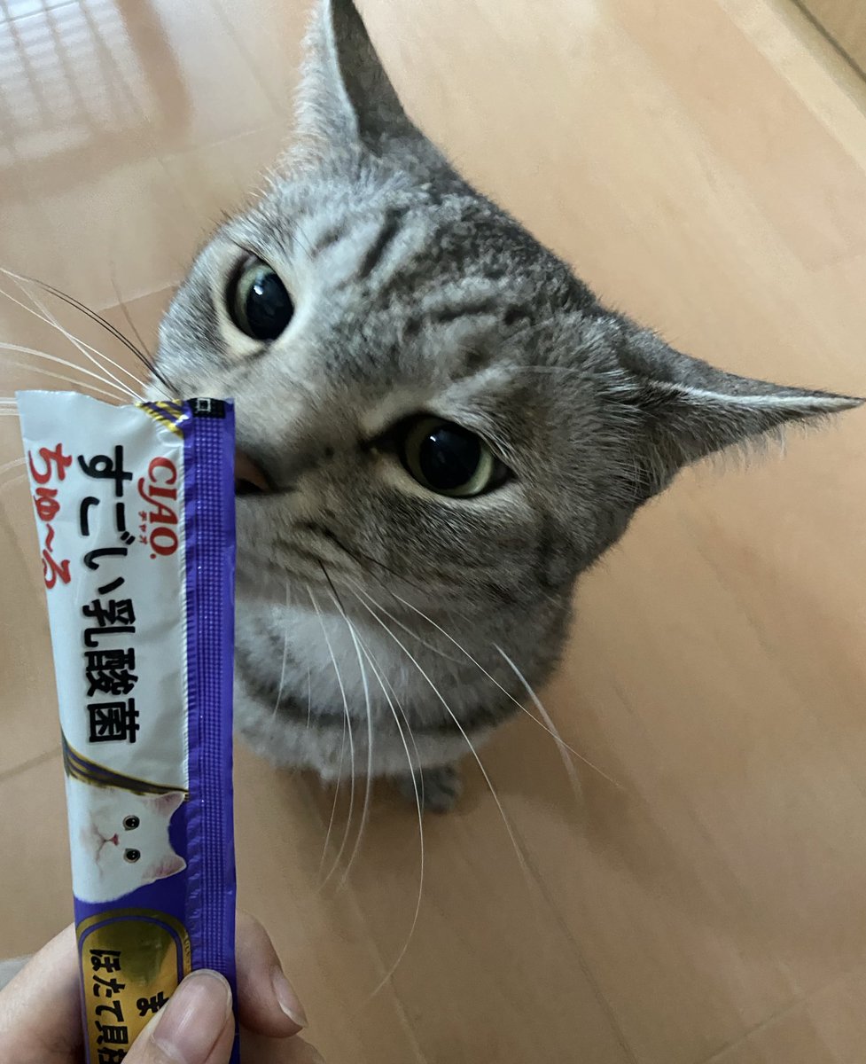 mrmrsoda's tweet photo. @kyouteinikoniko マグロ泥棒
しまい忘れ👅
チュールに夢中🐱
どうぞ！ https://t.co/HZLiM9bl2i
