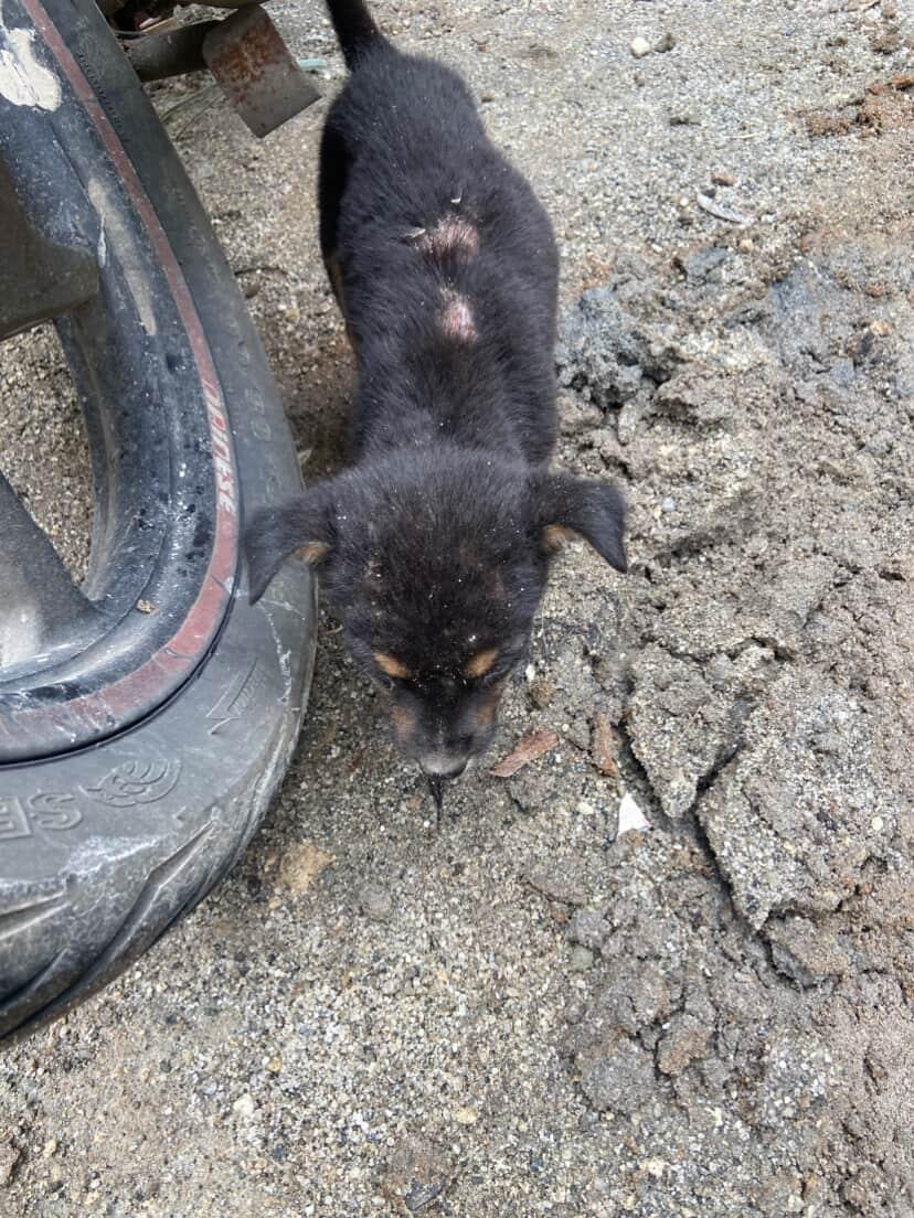 Temen2 yg baik, senin kemarin seorang kawan nemuin anjing yang dibuang di kawasan proyek deket rumahnya.

Anjingnya saat ini sudah di vet. Teman gua mastiin dia divaksin, ditreat scabiesnya dl.

Masalahnya, dia ga bisa fostering karena rumahnya ga ada space...