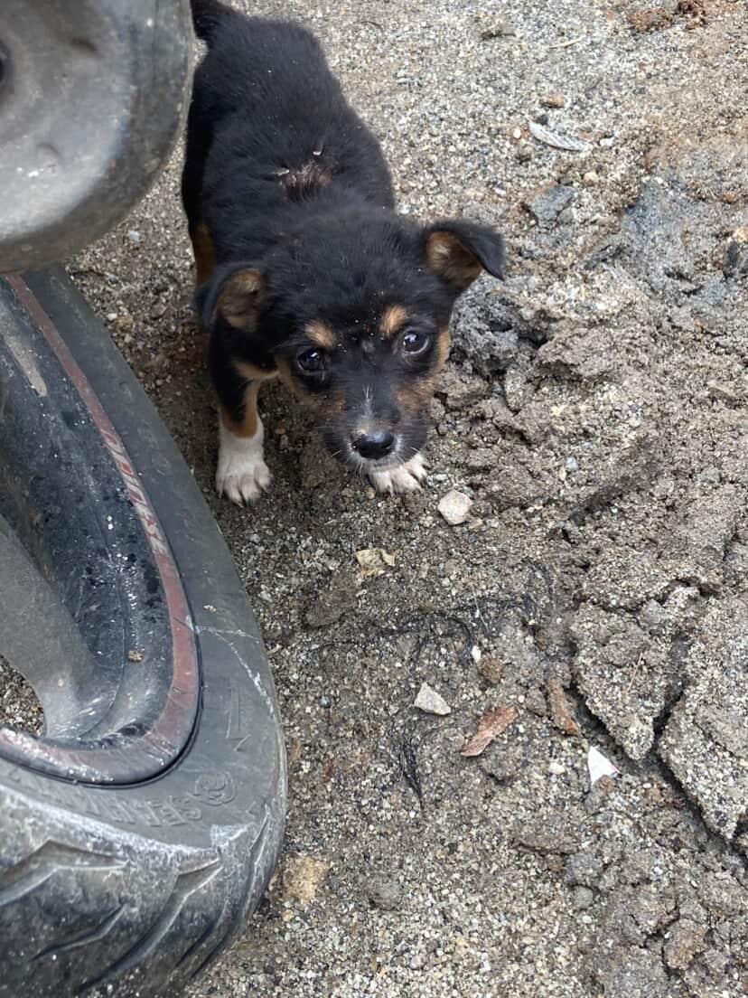 BERTAHAN SATU C.I.N.T.A tweet media