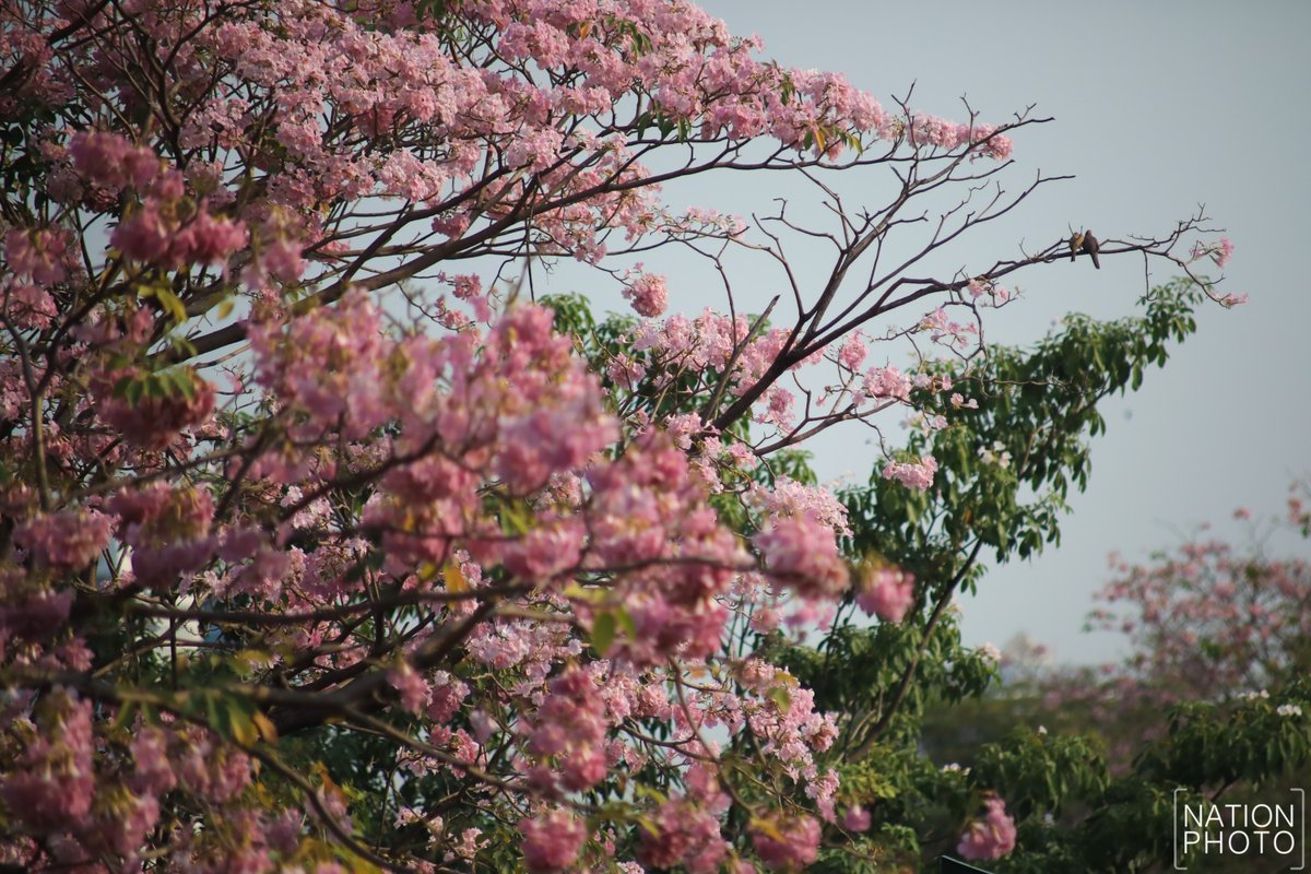 ชมพูพันธุ์ทิพย์ออกดอกบานสะพรั่ง สะกดสายตาผู้สัญจรผ่านไปมาบริเวณสวนจตุจักร ฝั่ง ถ.หหลโยธิน ใกล้ สถานีรถไฟฟ้า BTS หมอชิต เขตจตุจักร ในเช้าวันแห่งความรัก 14 กุมภาพันธ์ 2569

โดยดอกของต้นชมพูพันธุ์ทิพย์แต่ละต้นจะออกไม่พร้อมกันขึ้นอยู่กับหลายปัจจัย แต่จะบานอยู่ราว 1-2 สัปดาห์
