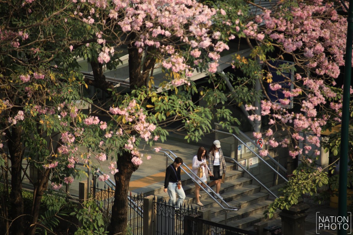 ktnewsonline's tweet image. ชมพูพันธุ์ทิพย์ออกดอกบานสะพรั่ง สะกดสายตาผู้สัญจรผ่านไปมาบริเวณสวนจตุจักร ฝั่ง ถ.หหลโยธิน ใกล้ สถานีรถไฟฟ้า BTS หมอชิต เขตจตุจักร ในเช้าวันแห่งความรัก 14 กุมภาพันธ์ 2569

โดยดอกของต้นชมพูพันธุ์ทิพย์แต่ละต้นจะออกไม่พร้อมกันขึ้นอยู่กับหลายปัจจัย แต่จะบานอยู่ราว 1-2 สัปดาห์…