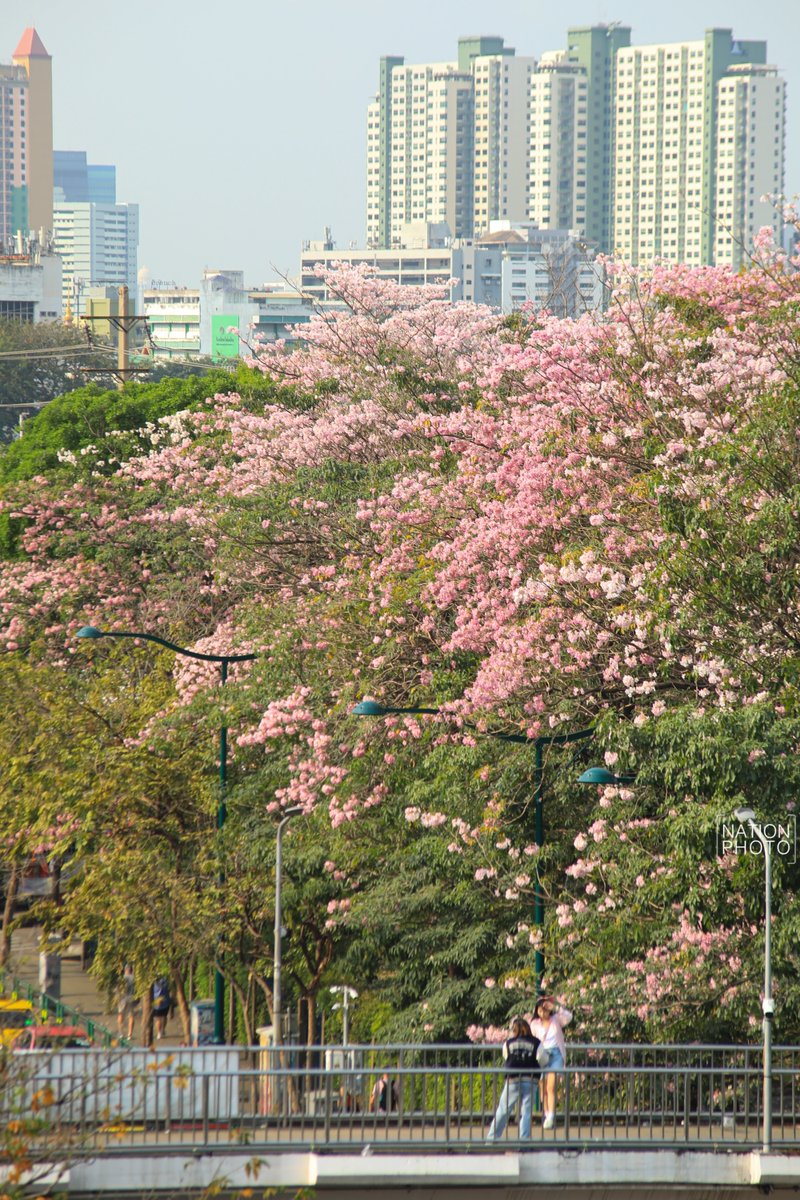 ktnewsonline's tweet image. ชมพูพันธุ์ทิพย์ออกดอกบานสะพรั่ง สะกดสายตาผู้สัญจรผ่านไปมาบริเวณสวนจตุจักร ฝั่ง ถ.หหลโยธิน ใกล้ สถานีรถไฟฟ้า BTS หมอชิต เขตจตุจักร ในเช้าวันแห่งความรัก 14 กุมภาพันธ์ 2569

โดยดอกของต้นชมพูพันธุ์ทิพย์แต่ละต้นจะออกไม่พร้อมกันขึ้นอยู่กับหลายปัจจัย แต่จะบานอยู่ราว 1-2 สัปดาห์…