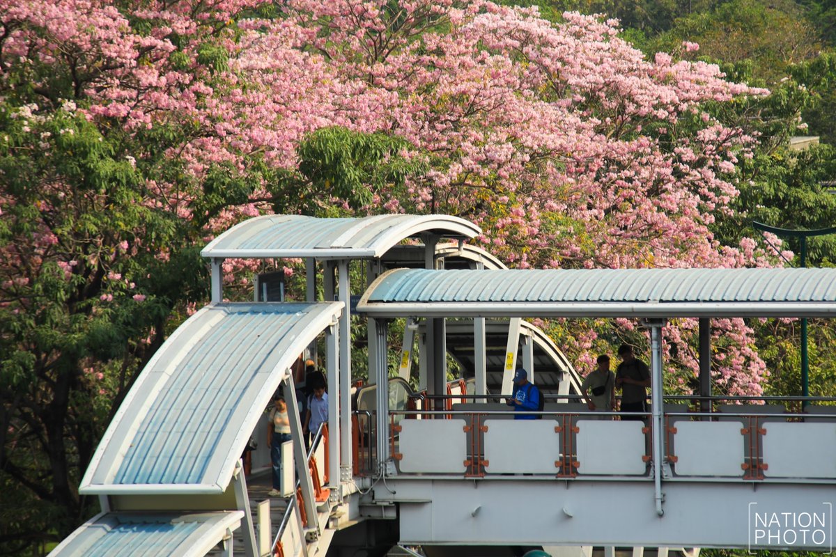 ktnewsonline's tweet image. ชมพูพันธุ์ทิพย์ออกดอกบานสะพรั่ง สะกดสายตาผู้สัญจรผ่านไปมาบริเวณสวนจตุจักร ฝั่ง ถ.หหลโยธิน ใกล้ สถานีรถไฟฟ้า BTS หมอชิต เขตจตุจักร ในเช้าวันแห่งความรัก 14 กุมภาพันธ์ 2569

โดยดอกของต้นชมพูพันธุ์ทิพย์แต่ละต้นจะออกไม่พร้อมกันขึ้นอยู่กับหลายปัจจัย แต่จะบานอยู่ราว 1-2 สัปดาห์…