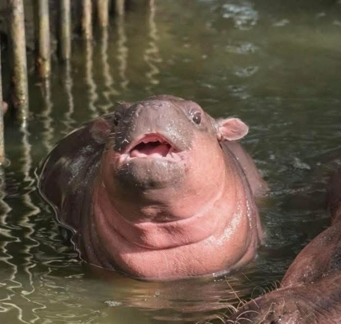 สมัยที่หาวสาวก็กรี๊ด 
Happy Valentine day นะคะทุกโคน #hippo #PygmyHippo #ขาหมูแอนด์เดอะแก๊ง #หมูเด้งเด้งกี่โมง #Moodeng #พี่ขาหมู #สวนสัตว์เปิดเขาเขียว