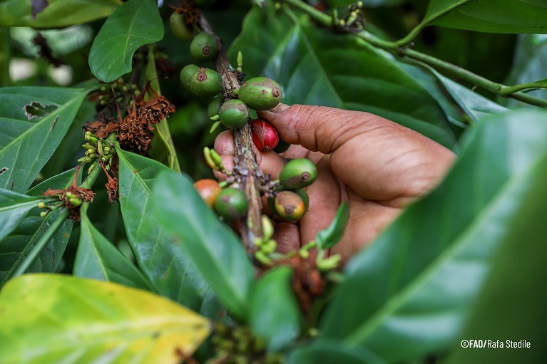 FAO Cuba tweet media