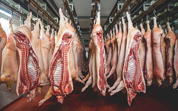 Takue_gondo's tweet photo. What I still struggle to fully wrap my head around is the reality of Zimbabwe’s livestock markets. In many ways, the system is a jungle  a true survival-of-the-fittest environment where the rules are unwritten and the weakest are quickly pushed out.
I once worked closely with pig producers helping to link them to reliable direct markets. Initially it looked like a breakthrough. But what followed is something I will never forget. The experience was emotionally draining  but it also taught me hard, unforgettable lessons.First supplying local markets on credit is a serious mistake never ever do it. Most do not pay, and when they don’t there is little to no recourse. Contracts are rarely respected, and enforcement is almost nonexistent.Second, the industry is heavily influenced by a dominant player who effectively controls prices. This player can flood the market to crash pork prices or deliberately withhold supply to stabilize them. Smallholder farmers have no protection against these tactics and are left at the mercy of forces far beyond their control.
This is why many smallholder pork producers never grow. They are constantly entering and exiting the business, not because they lack skill or effort but because the system itself is stacked against them.Can we agree that we don't have a production challenge but a market challenge