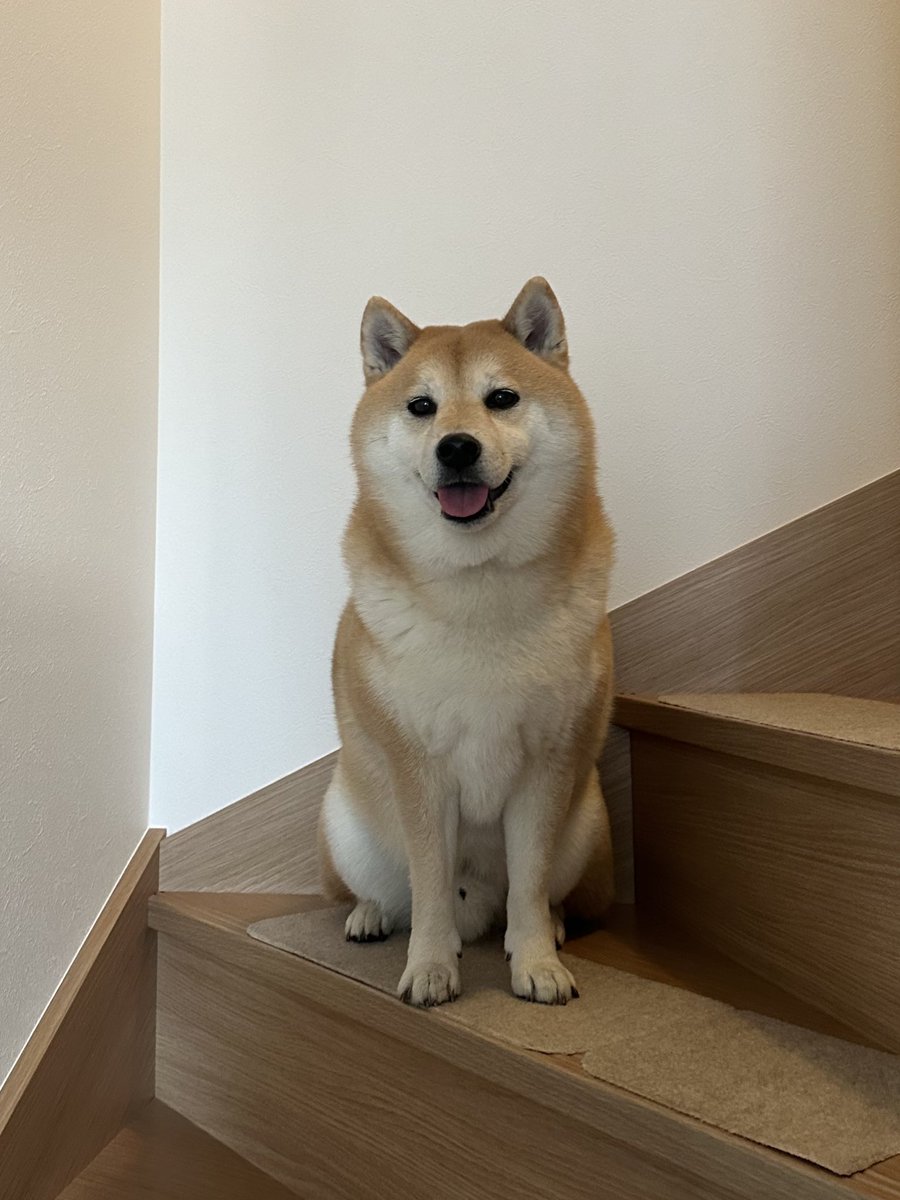 柴犬