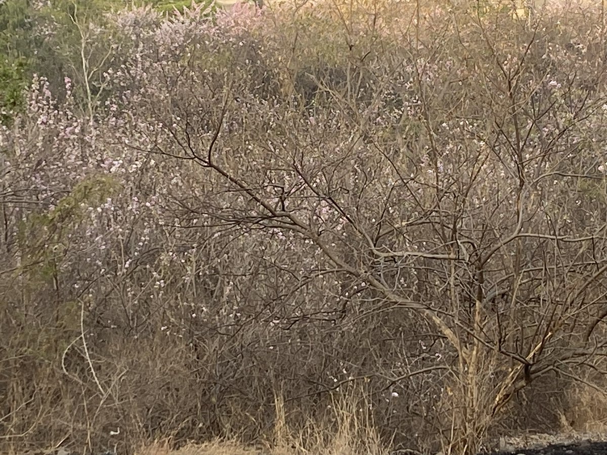 4.7 miles hike / run through Vetal Tekdi early morning.  Spring has sprung! #Pune #VetalTekdi #hiking #Spring #Blossom