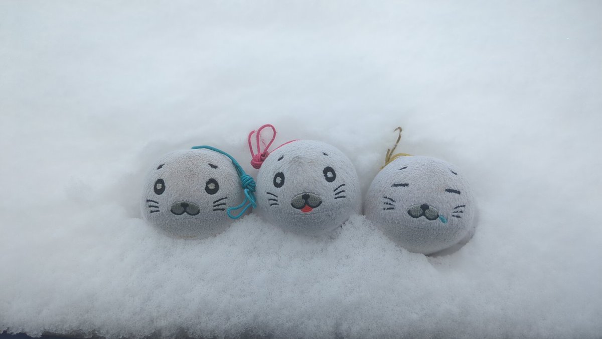 iida_masashi's tweet photo. #ゴマちゃん

雪見だいふく？ https://t.co/VhegEPnUhD