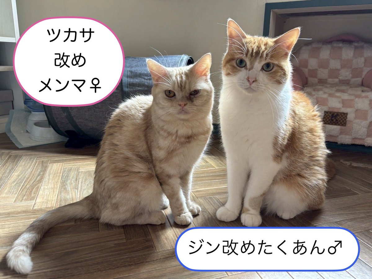 ちゃむママ (@mirei5799) / Posts / X