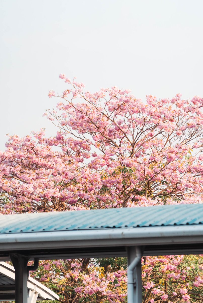 ผมคิดว่าน่าจะ Full bloom แล้วครับ 😊
สถานี BTS จตุจักรครับ