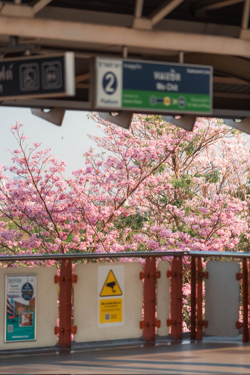 necrosiz_bank's tweet image. ผมคิดว่าน่าจะ Full bloom แล้วครับ 😊
สถานี BTS จตุจักรครับ