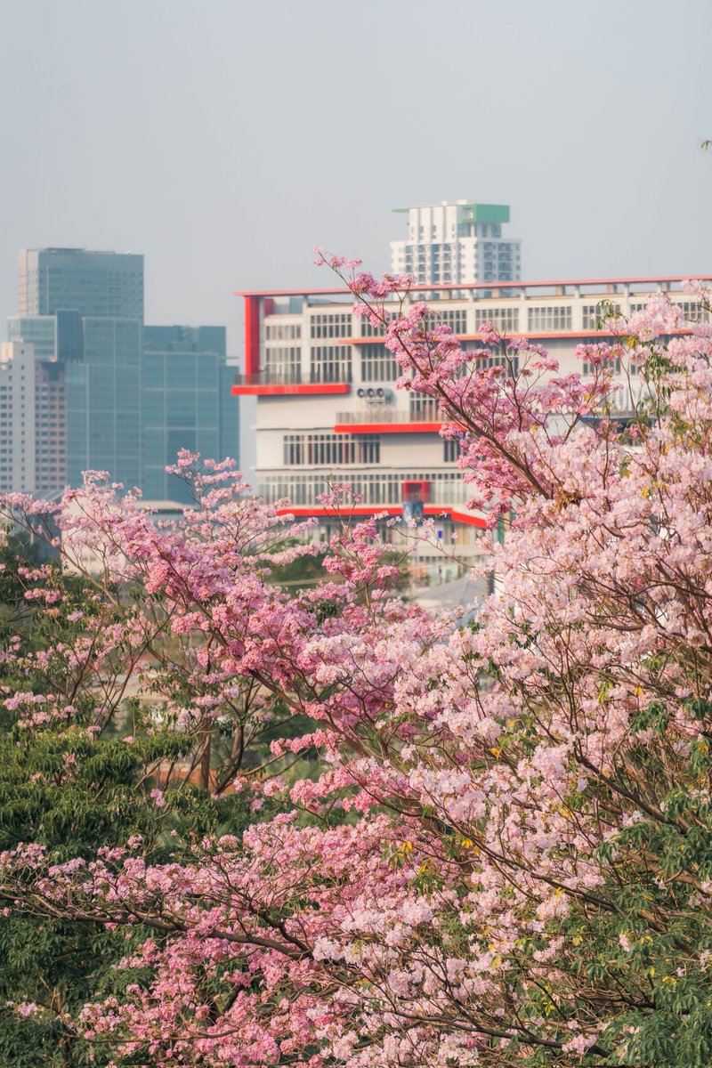 necrosiz_bank's tweet image. ผมคิดว่าน่าจะ Full bloom แล้วครับ 😊
สถานี BTS จตุจักรครับ