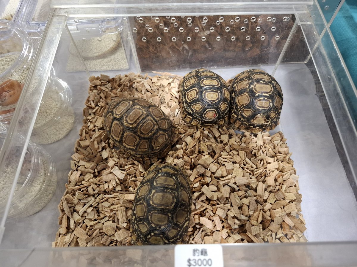 今仔日去蟲豸展
有足濟古錐的囡仔
閣買一寡趣味的物件