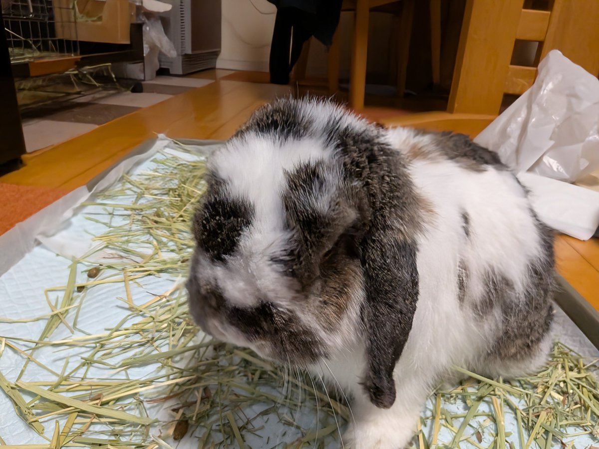 もも♀🍑@うさぎパパ (@momorabbit21) / Posts / X