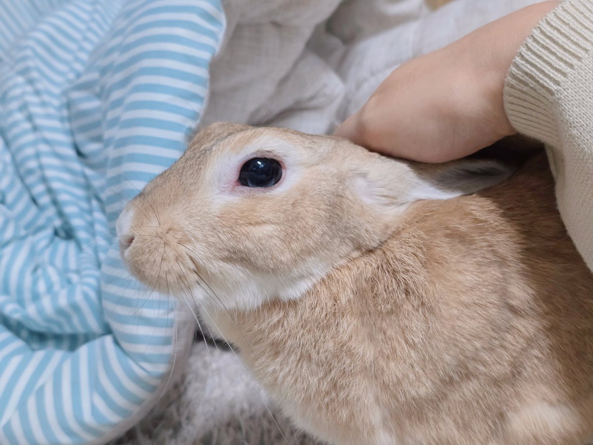 아기토끼 푸딩이 tweet media