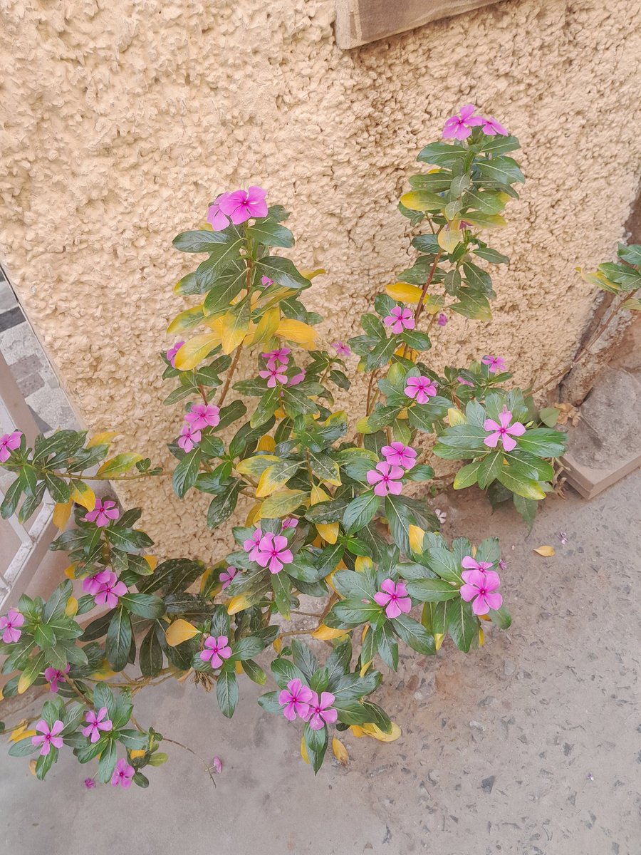 bts_deprived's tweet photo. #FlowerForHobi #Hobiuary #HopeMonth https://t.co/0RJXSsLmRP