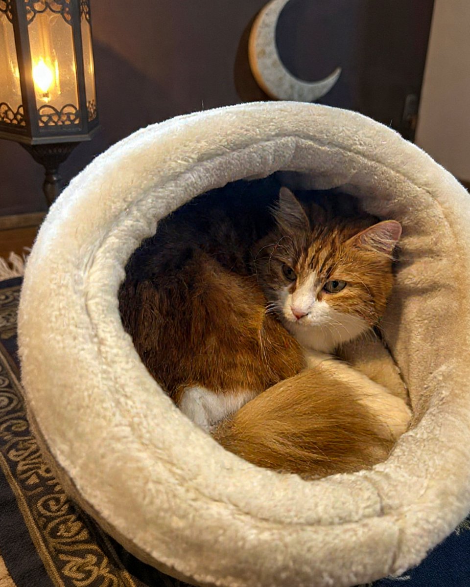 teamadslb's tweet photo. Wishing you a month filled with peace, blessings, and cozy moments. Ramadan Kareem! 🌙✨

#adoptdontshop https://t.co/fUoiJsJyu8