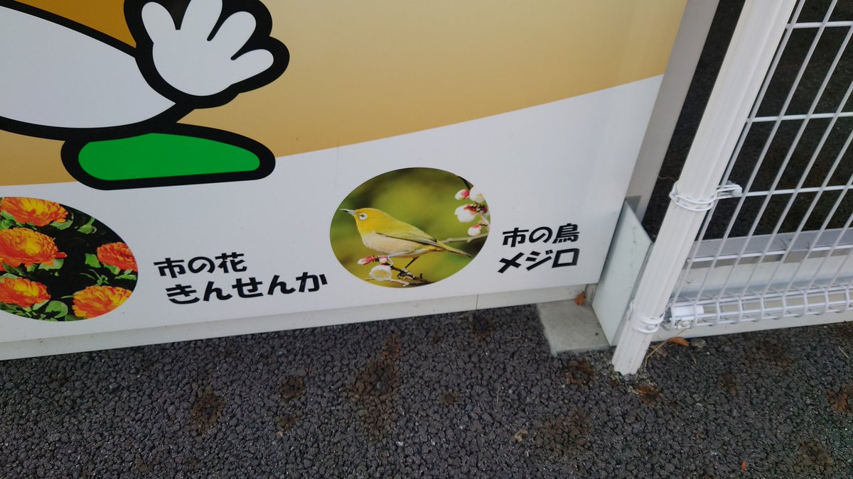 そういえば今日知ったんですが、栗東市の市の鳥って「メジロ」なんですね。