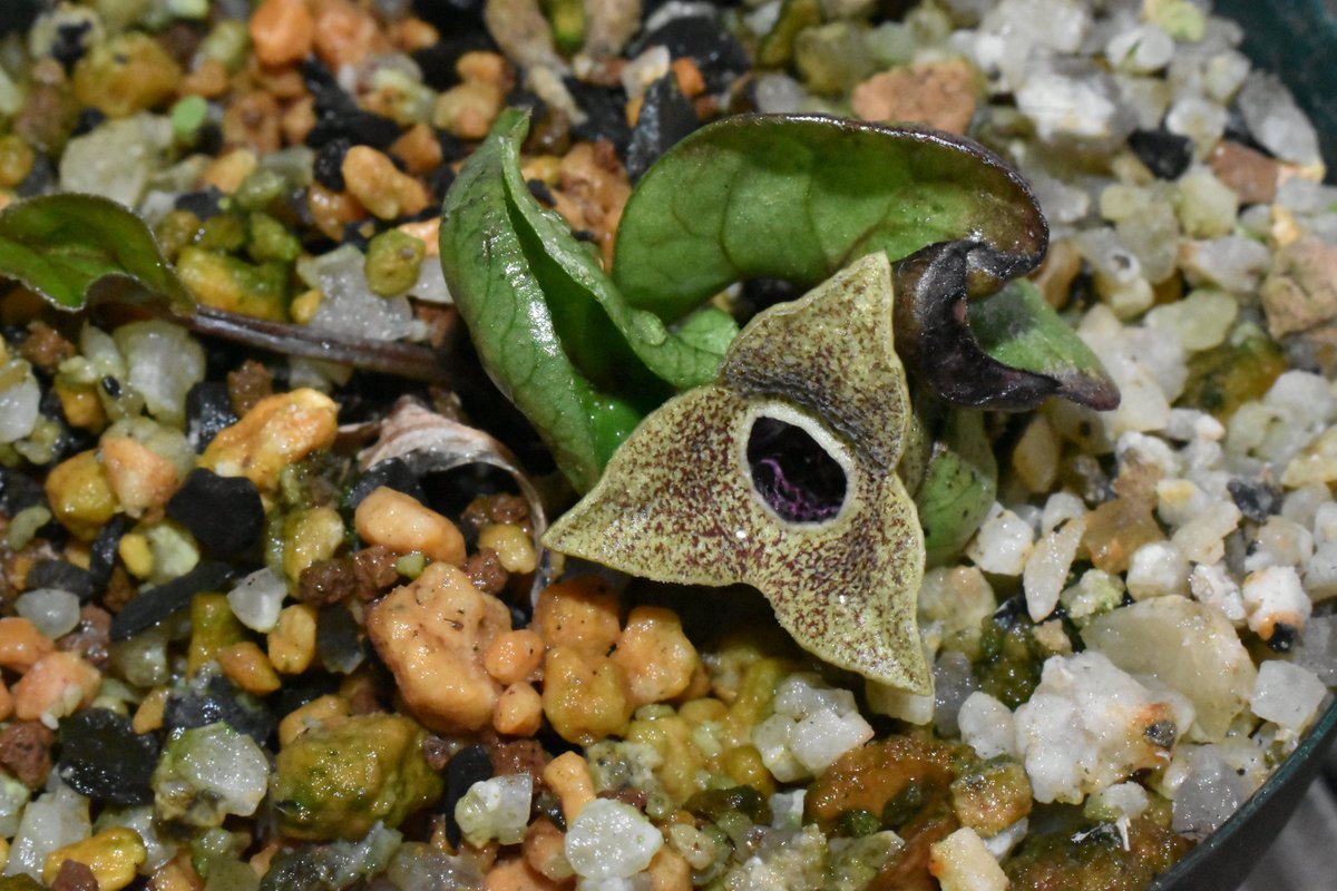 クチスボカンアオイとミキサトカンアオイ カンアオイの仲間が咲いてき