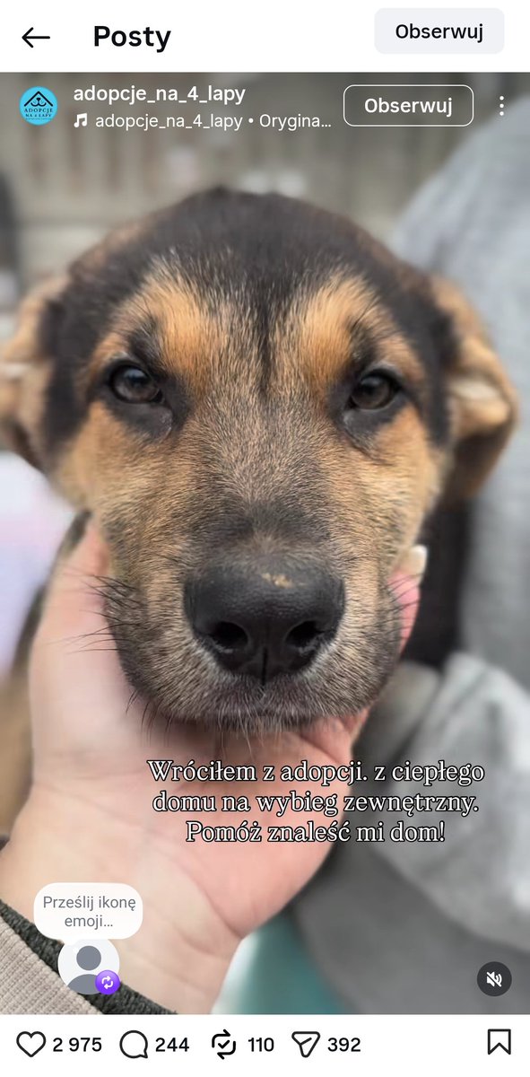 Cudny szczeniaczek Snorlax ❤️❤️❤️, który wrócił z adopcji 💔 pilnie szuka kochającego Domu! ❤️

instagram.com/reel/DUlEP7uDP…

Adopcje na 4 łapy 
Tel. 505 245 597