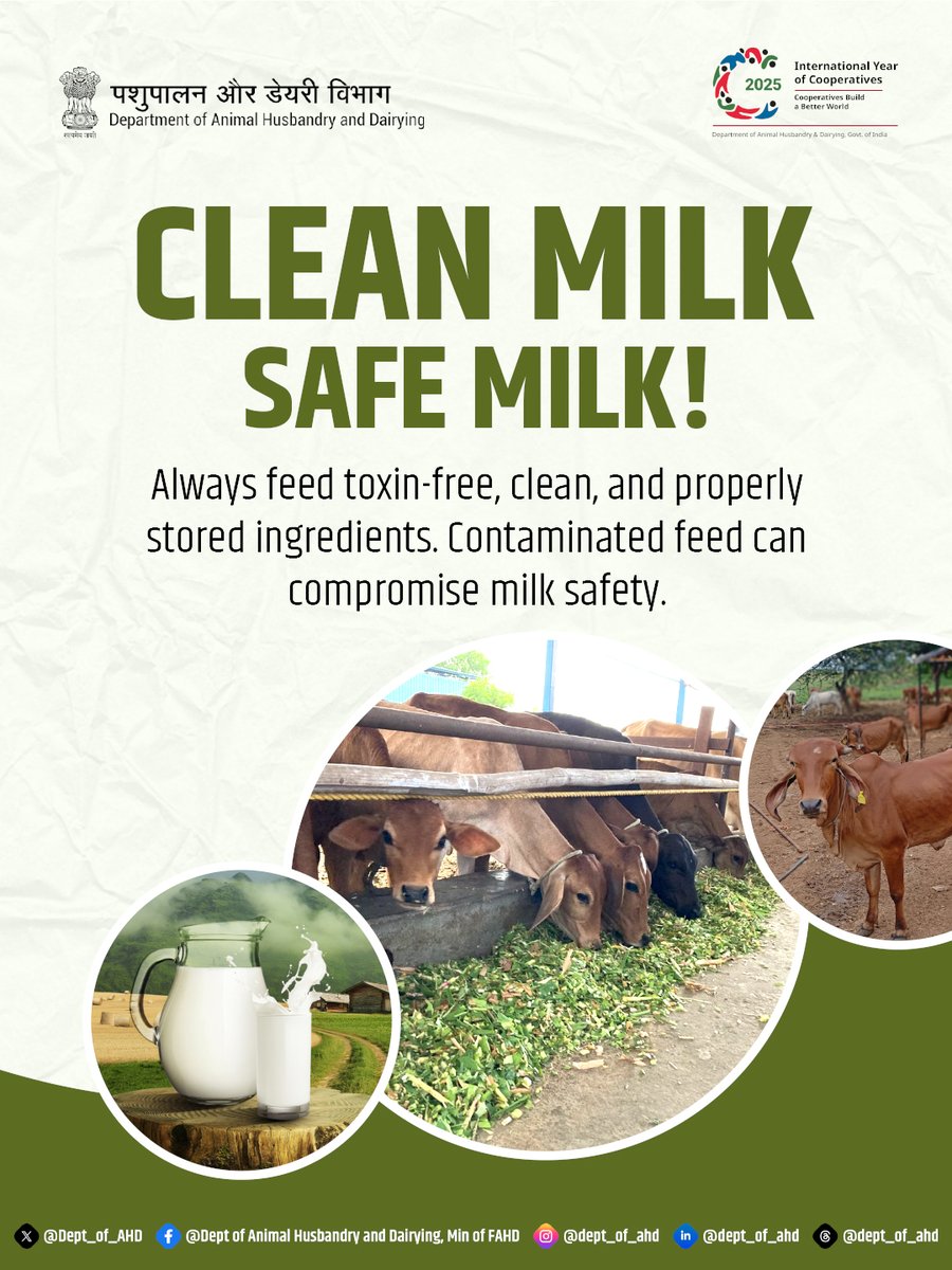 Dept_of_AHD's tweet photo. Clean feed is the foundation of safe and high-quality milk. Providing toxin-free, hygienic, and properly stored feed helps protect animal health and ensures milk safety for consumers. 

#CleanMilkSafeMilk #DairyFarming #MilkSafety #animalhealth https://t.co/ahG4vBNSMY