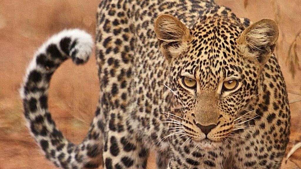 See leopards prowl Akagera's landscapes! 🐆 Night game drive thrills await. Book today: akageranationalpark.net kenyasafaristours.com/safari-rwanda-… #PrimeUgandasafaris #akageranationalpark #akagerarwanda #akagerapark #akagera