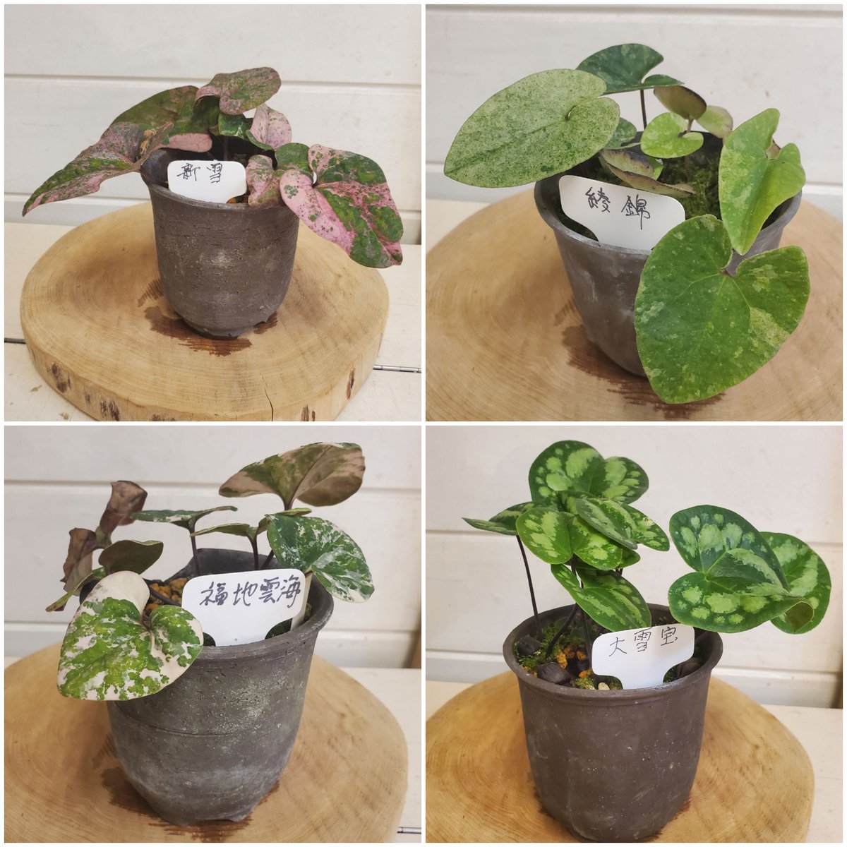 カンアオイ、入荷しました！ 古典園芸植物として古くから親しまれて