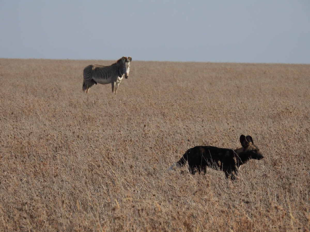 👀 AFRICAN WILD DOGS 🐾
Endless horizons. One of Africa’s rarest predators on the move.

Fast, fearless, and fiercely social, spotting a wild dog pack in Laikipia is pure safari magic. Every sighting is front-row seats to nature at its most thrilling.

#AfricanWildDogs #WildDogs