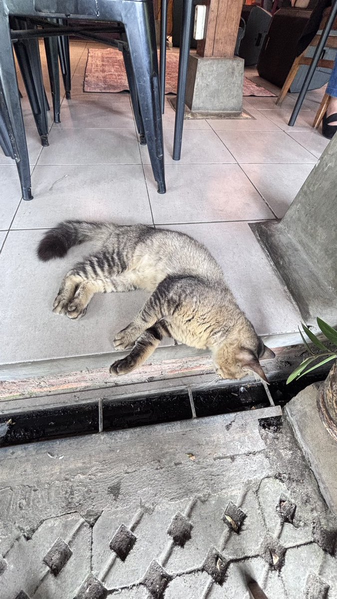 asli nya gede banget nih kucing di cafe, makmur kali ya?