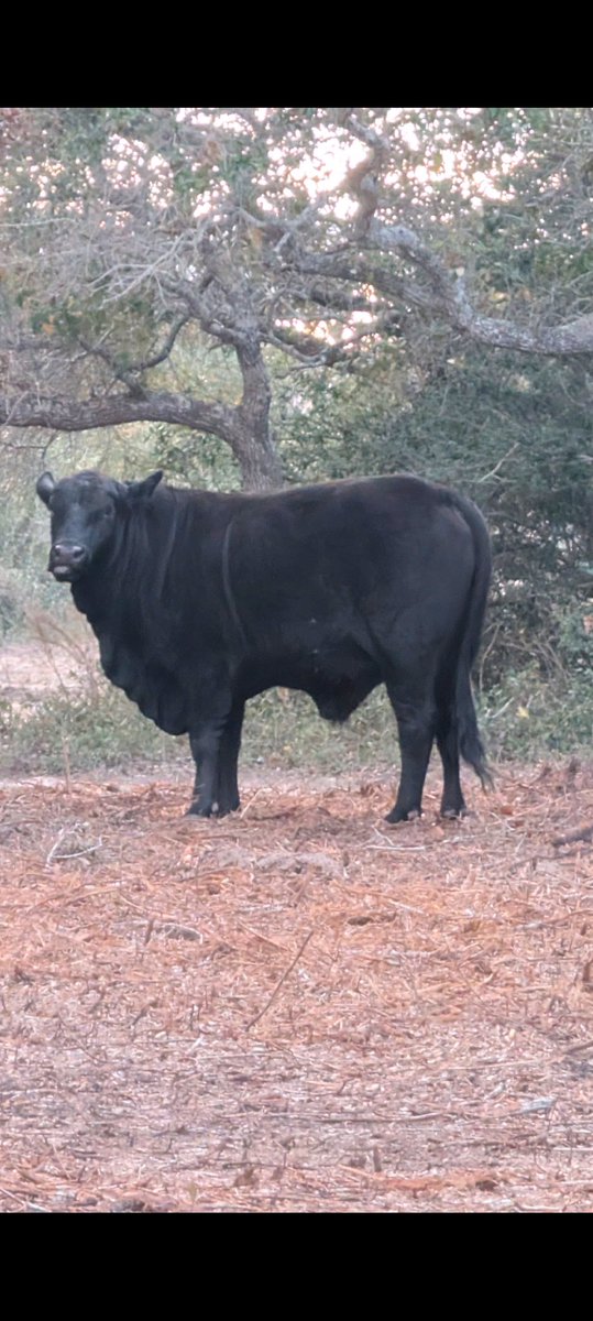 Hershey turned two today.