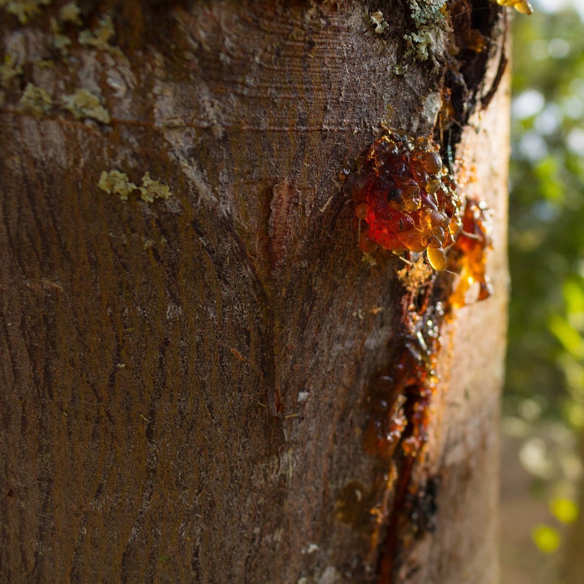 francewitch's tweet image. GOOD MORNING EVERYONE ❤️.  Today's #essentialoil is a thick tree resin, benzoin. It's scent is vanilla like, and the oil is mentally calming, dispelling anger and stress. Use as a sedative,  for overthinking and worry, made worse by exhaustion.  Benzoin calms, centres and