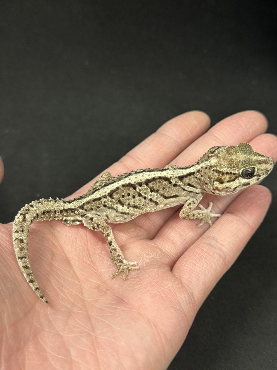 新入舎！
ソメワケササクレヤモリhetアルビノアネリ♂