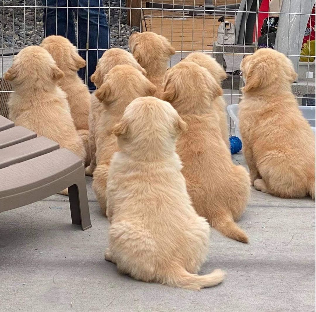 열심히 집중하는 아기 인절미들 너무 귀엽다