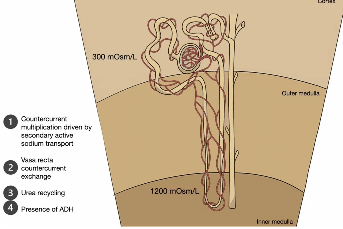 abc kidney tweet media