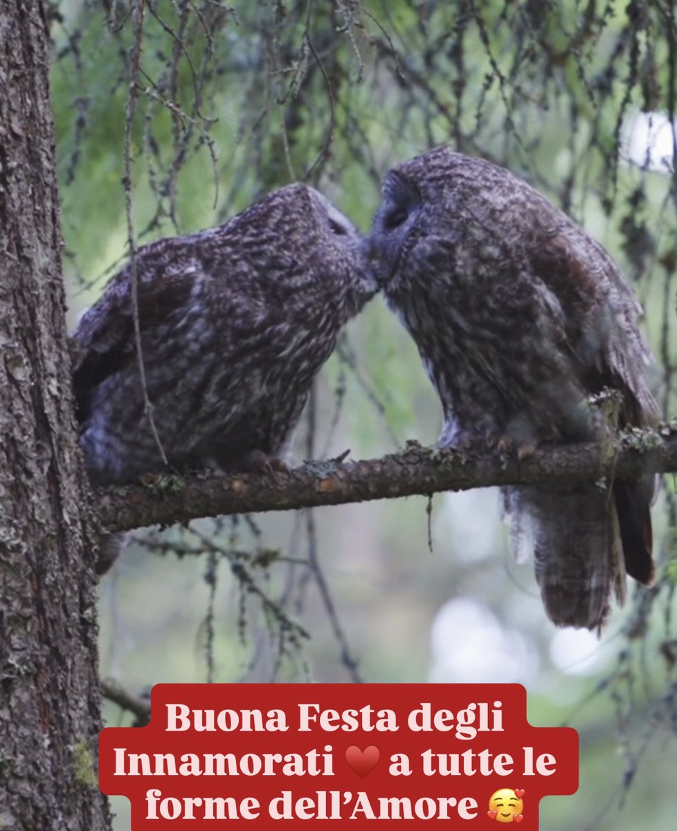 #buonsanvalentino ♥️ #festadegliinnamorati 🥰