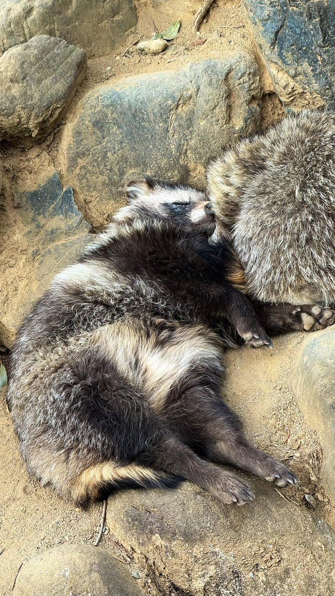 なんかこの子だけ無防備がすぎる！

#桐生が岡動物園
#ホンドタヌキ
#スーパーたぬきタイム