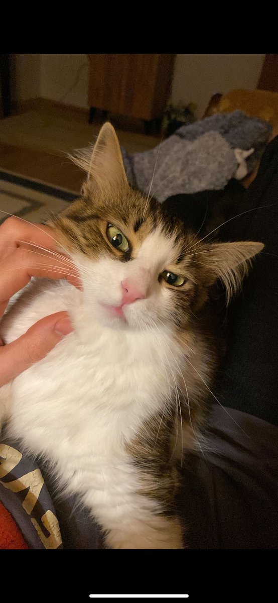 cemal can canseven tweet media