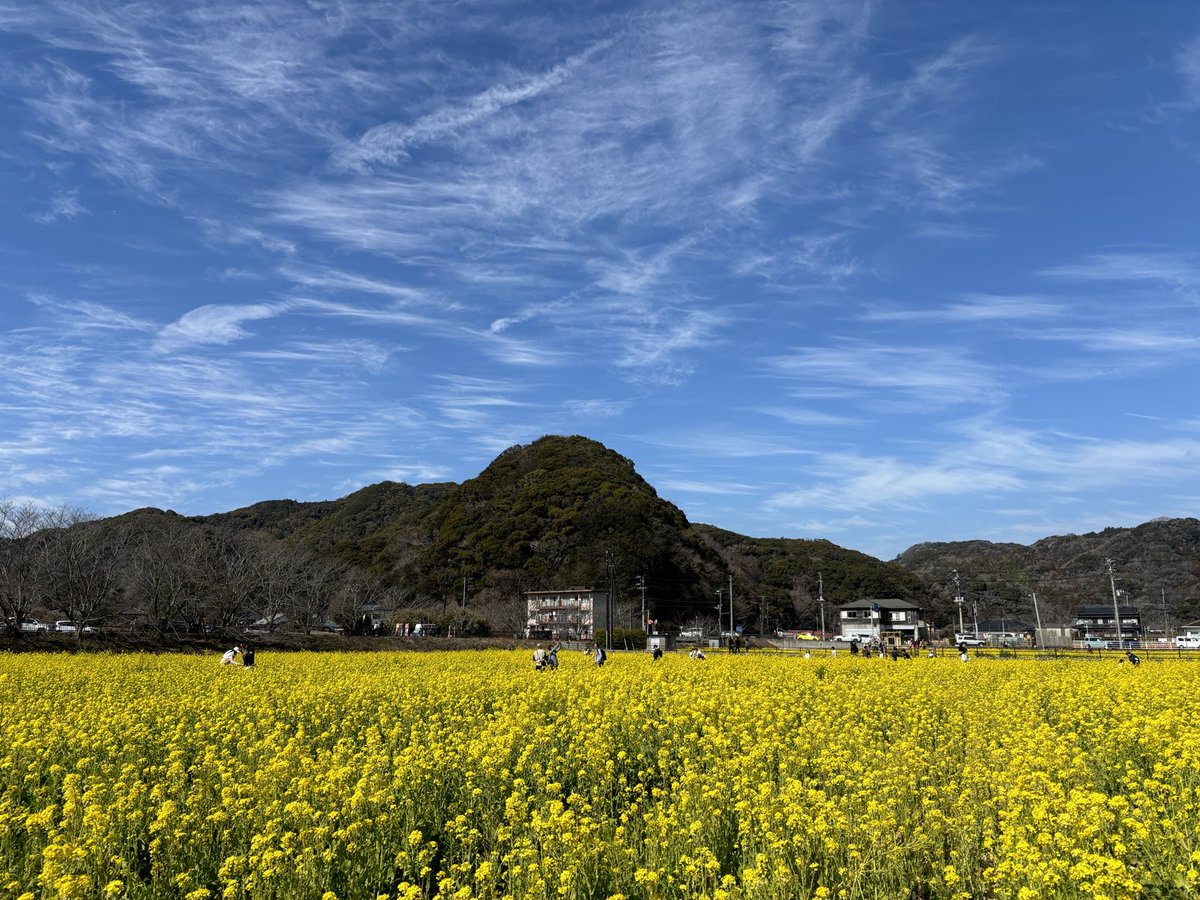 下田駅からバスで下賀茂の菜の花畑に来た^ ^