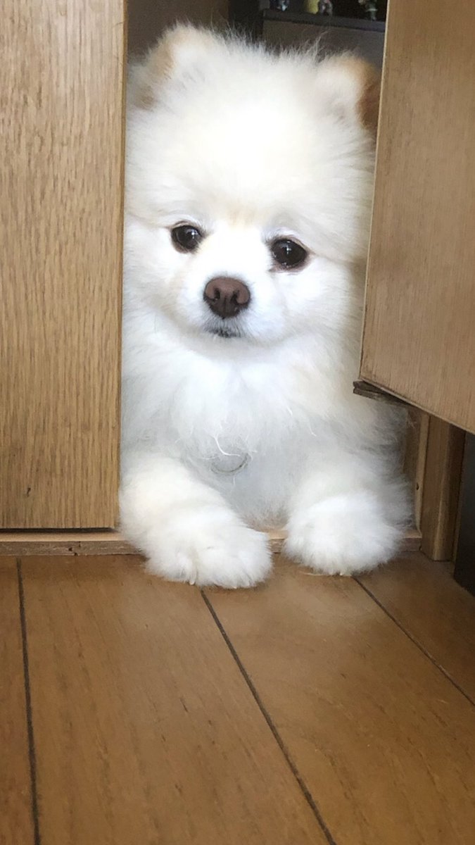 せまいな…(⁎⁍̴̆Ɛ⁍̴̆⁎)