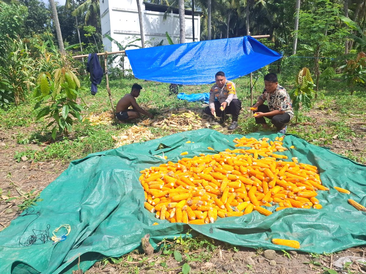 Polres Majene - Sebagai wujud nyata dukungan terhadap program ketahanan pangan nasional, Brigpol Adri Cahyadi, Bhabinkamtibmas Polsek Pamboang melaksanakan panen jagung bersama para petani di Dusun Mongeare, Desa Adolang Dhua, Kecamatan Pamboang, Kabupaten Majene, Jumat (13/2/26)