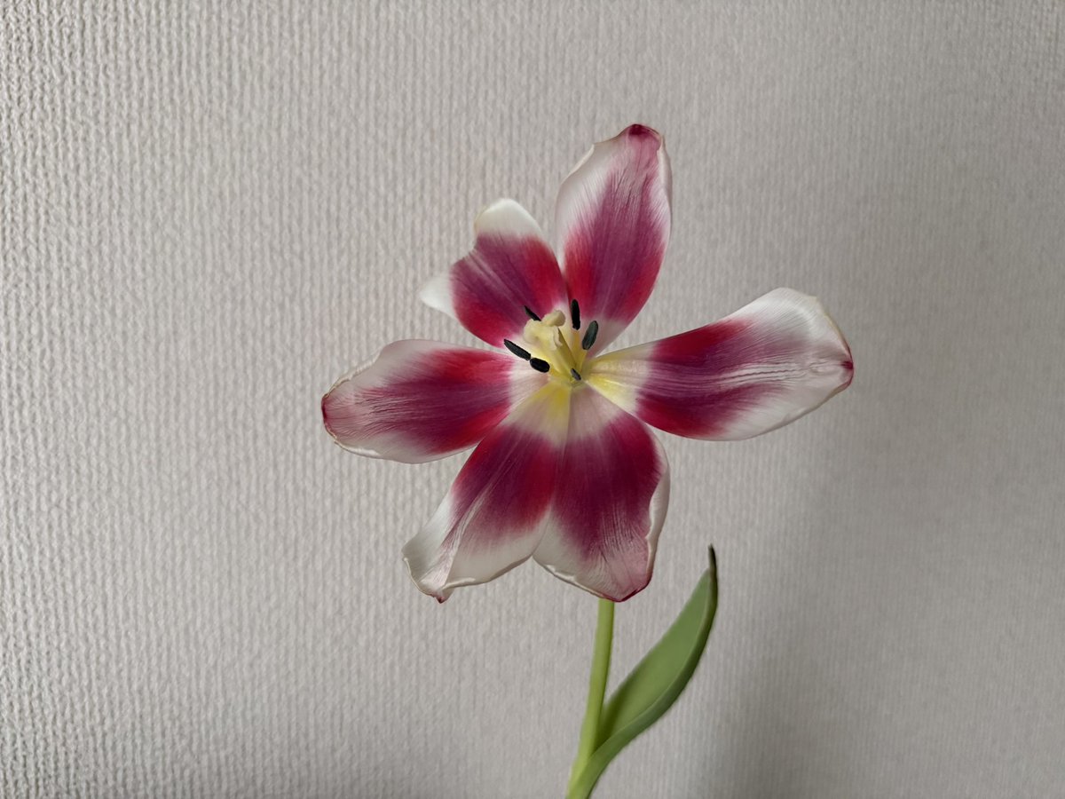 見たことない咲き方してるチューリップ

ちょっと怖い