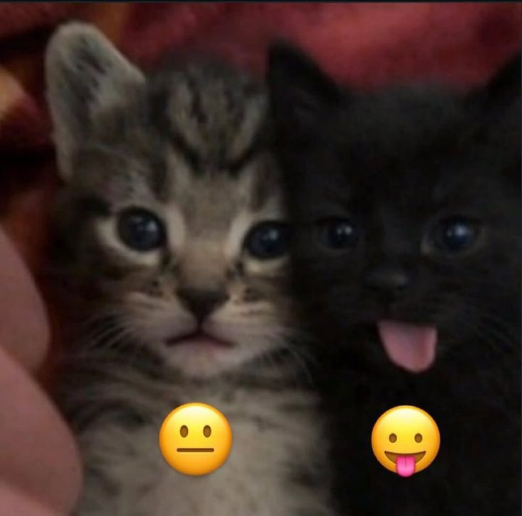 perfil dedicado a gatinhos e peitos (@odeiootaco) on Twitter photo 