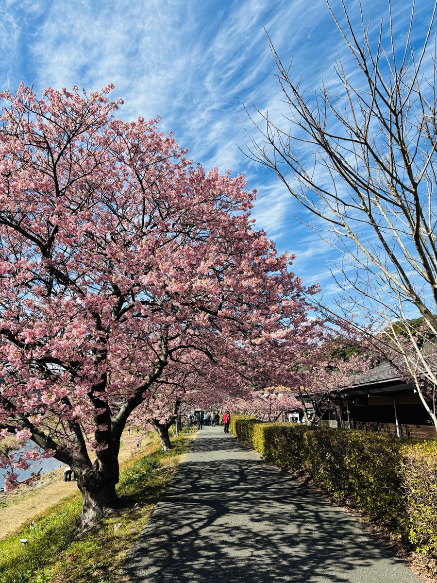 道の駅下賀茂温泉湯の花の川沿いの河津桜🌸
河津駅近くよりこちらの方が咲いてる🌸