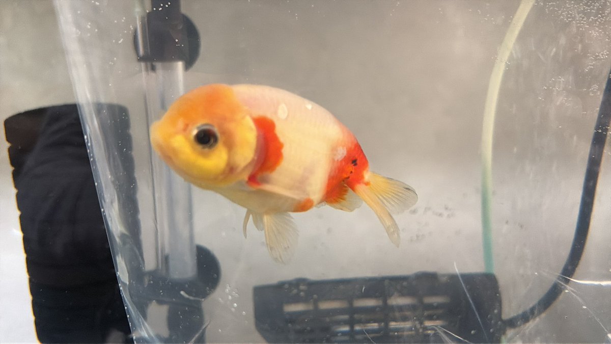 1982xy's tweet photo. 弥富桜錦
イノフェス以来の金魚買い
ステラさんの桜錦メスと掛け合わせ出来るかな？ https://t.co/566eBb0eid