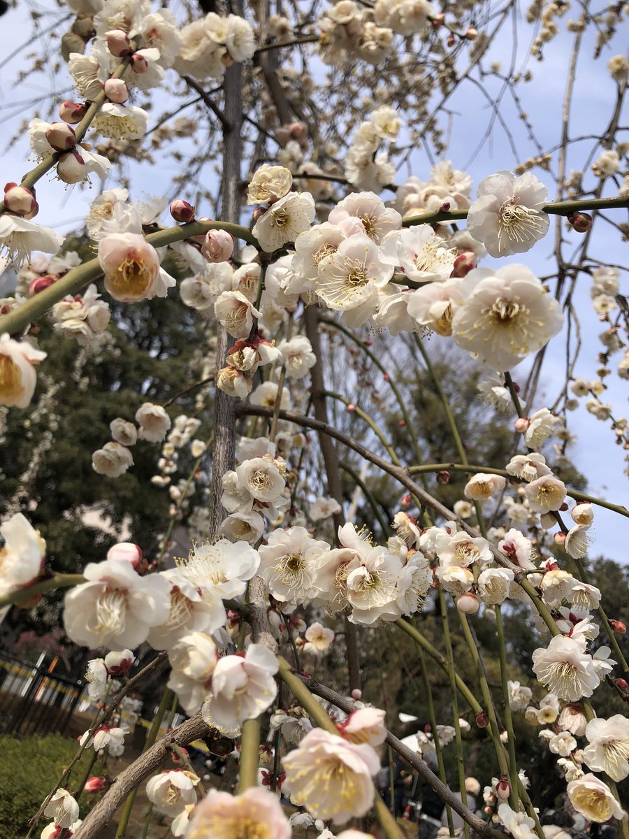 今日も電車で来た！今季5回目の羽根木公園。
全体的には八分咲き。今年はやや早めの開花状況。「せたがや梅まつり」も2週目に入り、多くの観梅客で賑わっている。
天気予報を見ると、気温的に今後1週間ほどが最も見頃かな？
杏寄りで遅咲きの豊後系の蕾も待機中。3月初旬頃まで梅を楽しめたら良いが。