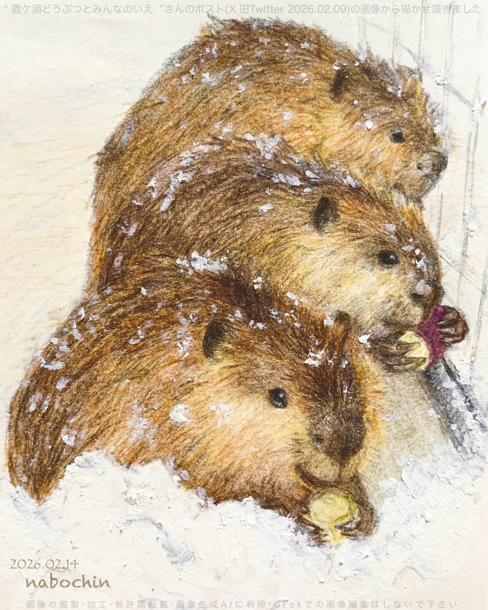 nabochin_1's tweet image. “霞ケ浦どうぶつとみんなのいえ”さんの、雪の日の3ビポストを見て描いてみました☺️💦。

趣味 色鉛筆画 #ビーバー #beaver 
(雪の部分はパステルです)