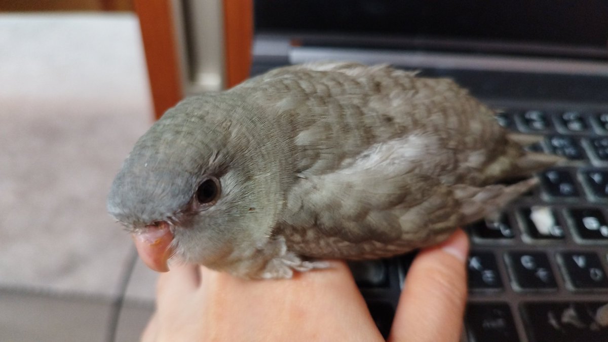 ochabarunosuke's tweet photo. 年末にお迎えしたサザナミさん（生後2ヶ月）です。レアとか知らなかった、物陰に紛れる忍びカラーですね。呼んでも来ないけどりんご出せば見つかります🍎
現在、文鳥2羽サザナミ2羽と人間5体で生活中。九州は近年大地震が来る可能性が高いらしいということで、鳥達の避難方法に頭を悩ませています。 https://t.co/U3k6nvavWm